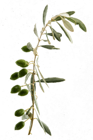 Rama de olivo con aceitunas verdes